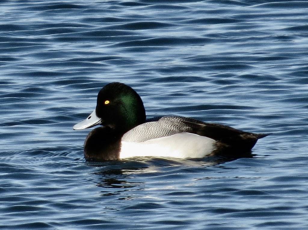 Greater Scaup adult male 1/2/2014 by Kaaren Perry is marked with CC BY 2.0.